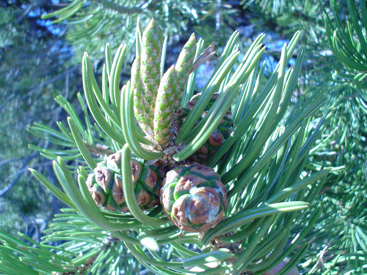 taos pinon company – TAOS PINON COMPANY